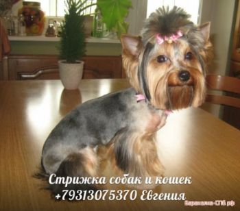 Стрижка, тримминг собак и кошек на дому в Санкт-Петербурге и Лен. области