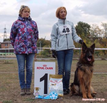 Продаём щенков немецких овчарок в Краснодаре