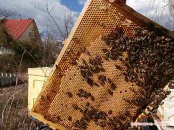 Продаю пчелосемьи (С-Петербург), пчёлы миролюбивые, медовитые